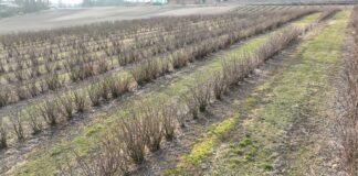 Warto zadbać o porzeczki w sezonie 2025. Pierwsze zabiegi na plantacjach