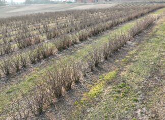 Warto zadbać o porzeczki w sezonie 2025. Pierwsze zabiegi na plantacjach