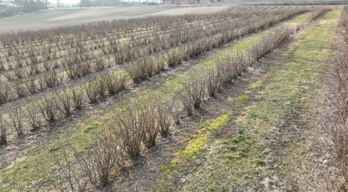Warto zadbać o porzeczki w sezonie 2025. Pierwsze zabiegi na plantacjach