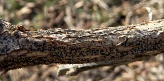 Miseczniki już wystartował (monitoring plantacji, 13.03.2024 r.)