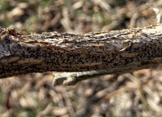 Miseczniki już wystartował (monitoring plantacji, 13.03.2024 r.)