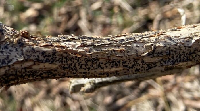 Miseczniki już wystartował (monitoring plantacji, 13.03.2024 r.)