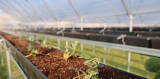 Karima – co trzeba wiedzieć podczas sadzenia i uprawy tej odmiany truskawek