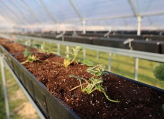 Karima – co trzeba wiedzieć podczas sadzenia i uprawy tej odmiany truskawek