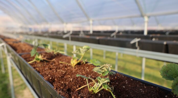 Karima – co trzeba wiedzieć podczas sadzenia i uprawy tej odmiany truskawek