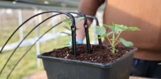 Sadzenie malin – sadzonki plug odmiany 'Serena’ i trochę zaleceń uprawowych