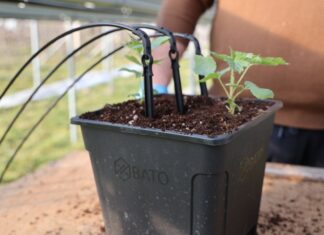 Sadzenie malin – sadzonki plug odmiany 'Serena’ i trochę zaleceń uprawowych