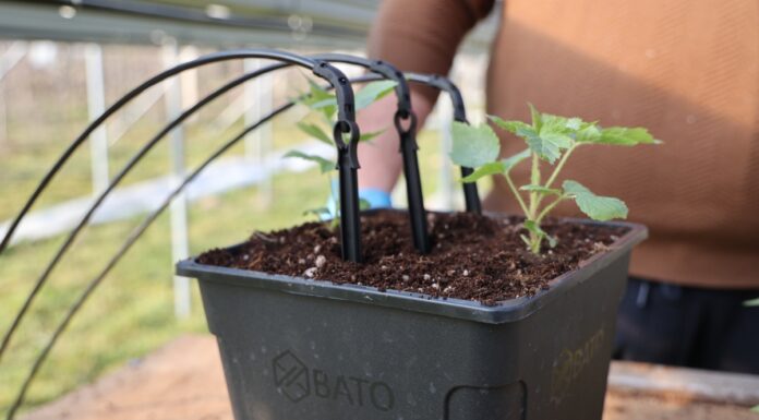 Sadzenie malin – sadzonki plug odmiany 'Serena’ i trochę zaleceń uprawowych