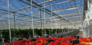 Truskawki w szklarniach – Holandia – 28 marca – nowe odmiany i walka o lepsze ceny
