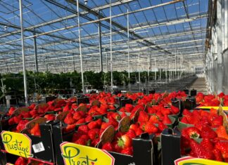 Truskawki w szklarniach – Holandia – 28 marca – nowe odmiany i walka o lepsze ceny