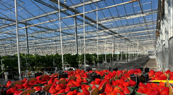 Truskawki w szklarniach – Holandia – 28 marca – nowe odmiany i walka o lepsze ceny
