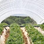 Zbiory truskawek w Grecji. Grecja, truskawki, uprawa truskawek