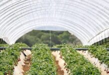 Pogoda sprzyja wczesnym zbiorom truskawek w Grecji Zbiory truskawek w Grecji. Grecja, truskawki, uprawa truskawek