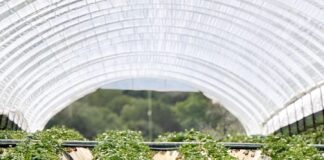 Pogoda sprzyja wczesnym zbiorom truskawek w Grecji Zbiory truskawek w Grecji. Grecja, truskawki, uprawa truskawek