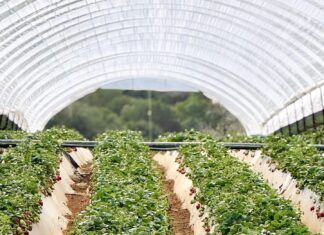 Pogoda sprzyja wczesnym zbiorom truskawek w Grecji Zbiory truskawek w Grecji. Grecja, truskawki, uprawa truskawek