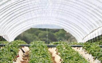 Pogoda sprzyja wczesnym zbiorom truskawek w Grecji Zbiory truskawek w Grecji. Grecja, truskawki, uprawa truskawek