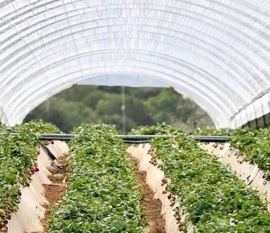 Pogoda sprzyja wczesnym zbiorom truskawek w Grecji Zbiory truskawek w Grecji. Grecja, truskawki, uprawa truskawek