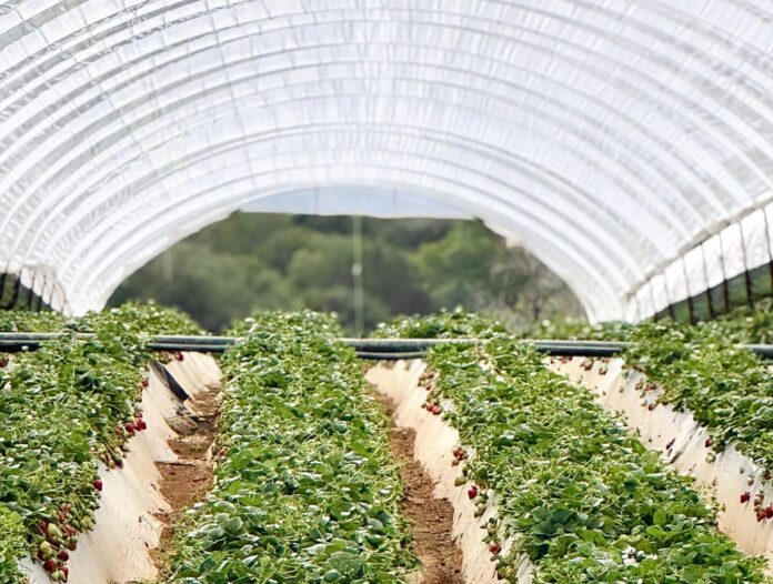 IMG_3731 Zbiory truskawek w Grecji. Grecja, truskawki, uprawa truskawek