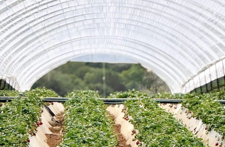 Pogoda sprzyja wczesnym zbiorom truskawek w Grecji Zbiory truskawek w Grecji. Grecja, truskawki, uprawa truskawek