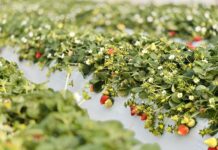 Niskie zbiory i opóźnienia dostaw truskawek z Grecji. Co to oznacza dla polskich producentów? Zbiory truskawek w Grecji. Grecja, truskawki, uprawa truskawek