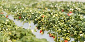 Niskie zbiory i opóźnienia dostaw truskawek z Grecji. Co to oznacza dla polskich producentów? Zbiory truskawek w Grecji. Grecja, truskawki, uprawa truskawek