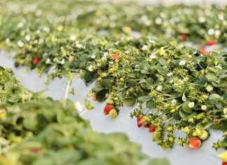 Niskie zbiory i opóźnienia dostaw truskawek z Grecji. Co to oznacza dla polskich producentów? Zbiory truskawek w Grecji. Grecja, truskawki, uprawa truskawek