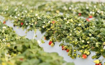 Udany początek zbiorów truskawek w Grecji Zbiory truskawek w Grecji. Grecja, truskawki, uprawa truskawek