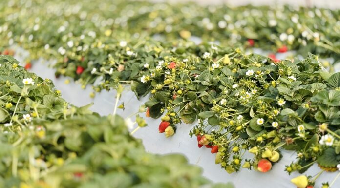 Niskie zbiory i opóźnienia dostaw truskawek z Grecji. Co to oznacza dla polskich producentów? Zbiory truskawek w Grecji. Grecja, truskawki, uprawa truskawek