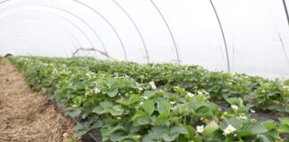 W poszukiwaniu optymalnej technologii uprawy truskawek