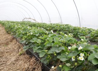 W poszukiwaniu optymalnej technologii uprawy truskawek