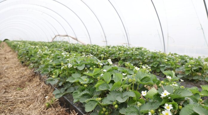 W poszukiwaniu optymalnej technologii uprawy truskawek