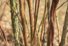 Zabiegi olejowe w uprawie borówki. Dlaczego warto je wykonać?