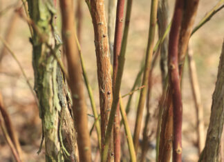Zabiegi olejowe w uprawie borówki. Dlaczego warto je wykonać?