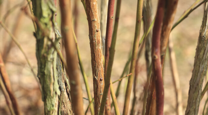 Zabiegi olejowe w uprawie borówki. Dlaczego warto je wykonać?
