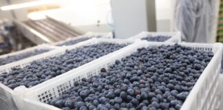 Borówki z Polski nie były skażone. Czy była to celowa dezinformacja?