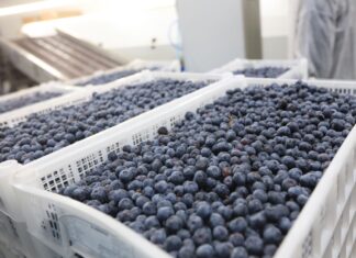 Borówki z Polski nie były skażone. Czy była to celowa dezinformacja?