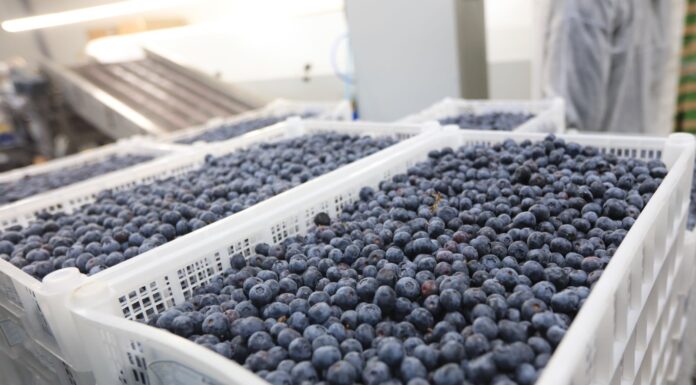 Borówki z Polski nie były skażone. Czy była to celowa dezinformacja?