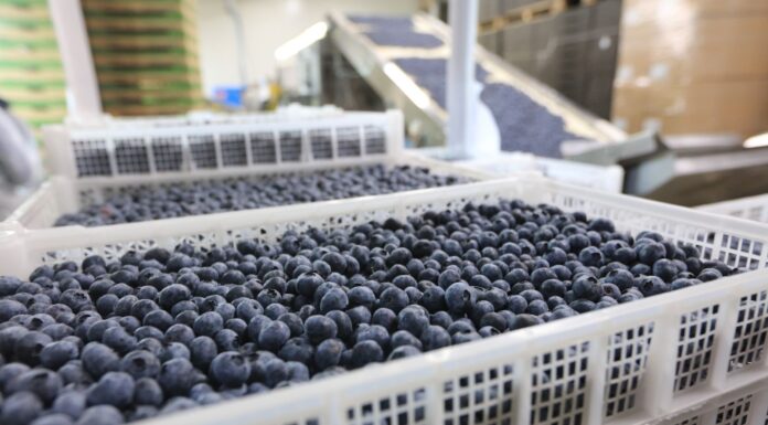 Rynek borówki oczekuje więcej owoców w kategorii Premium