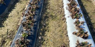 Truskawki wystartowały – czy warto się martwić? (monitoring plantacji, 11.03.2025 r)