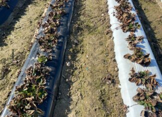 Truskawki wystartowały – czy warto się martwić? (monitoring plantacji, 11.03.2025 r)