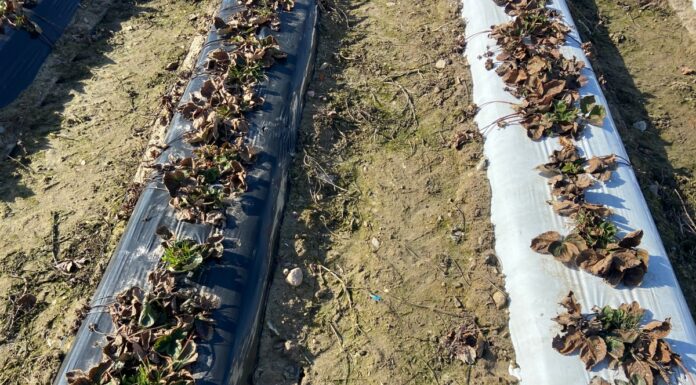 Truskawki wystartowały – czy warto się martwić? (monitoring plantacji, 11.03.2025 r)