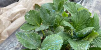 W truskawkowym tunelu bywa różnie (monitoring plantacji jagodowych, 25.03.2025 r.)