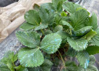 W truskawkowym tunelu bywa różnie (monitoring plantacji jagodowych, 25.03.2025 r.)