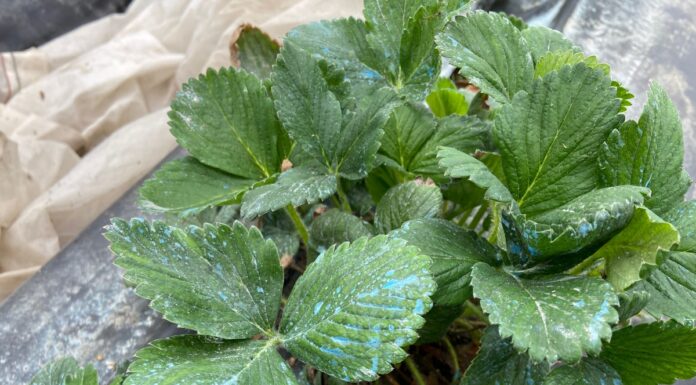 W truskawkowym tunelu bywa różnie (monitoring plantacji jagodowych, 25.03.2025 r.)