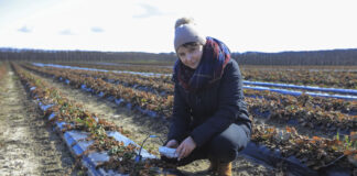 Kiedy zaczniemy nawożenie truskawek?