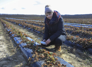 Kiedy zaczniemy nawożenie truskawek?