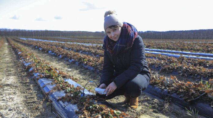 Kiedy zaczniemy nawożenie truskawek?