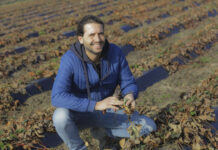 Jak pomóc plantacjom truskawek? Te zabiegi warto wykonać w marcu