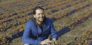 Jak pomóc plantacjom truskawek? Te zabiegi warto wykonać w marcu