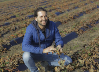 Jak pomóc plantacjom truskawek? Te zabiegi warto wykonać w marcu